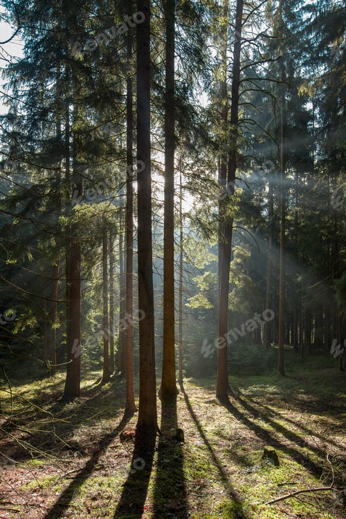 Preview: Early morning in coniferous forest