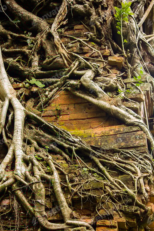 Preview: Roots cover the old castle of Cambodia.