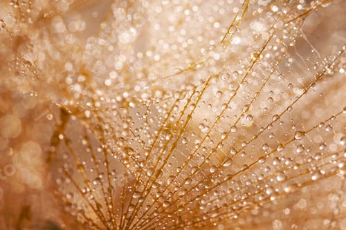 Preview: Macro shot of dandelion with water drops. Nature background with dandelions.