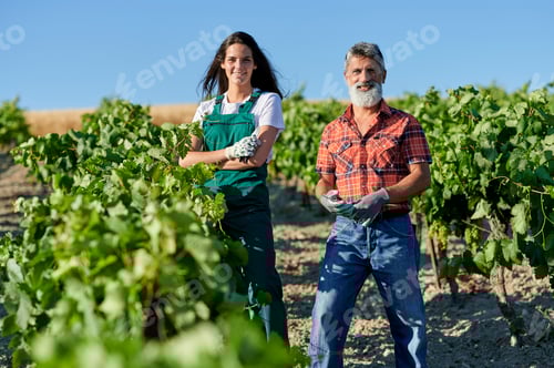Preview: Winegrowers working in vineyard checking grapes quality during summertime