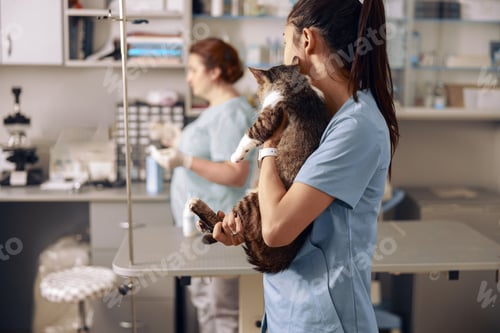 Preview: Veterinarian embraces adorable cat kitten looking at colleague in clinic