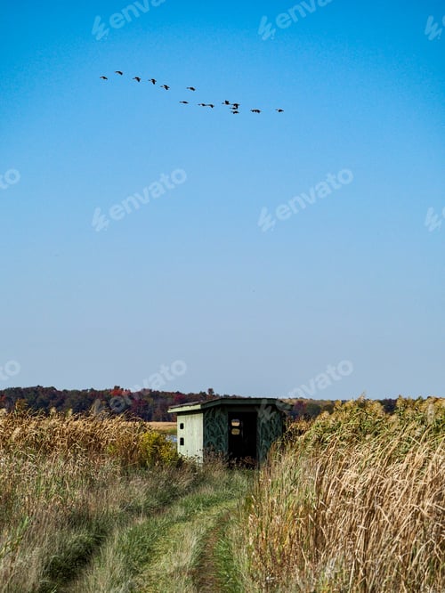 Birds Fly over a Structure in Grassy Landscape