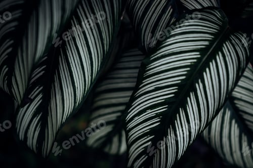 Preview: The Stripe pattern of leaves