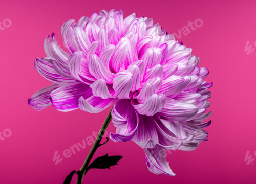 Preview: Pink Chrysanthemum on pink Background