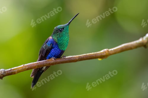 Preview: Beautiful hummingbird looking up for insects