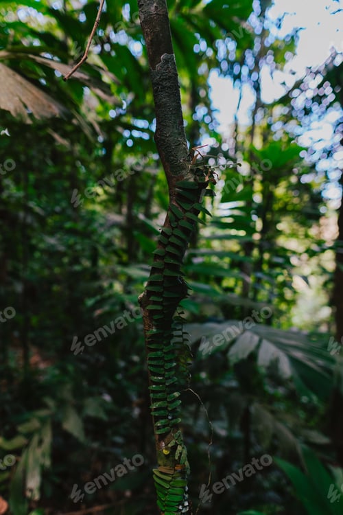 Preview: Close-up shot of a tree trunk in a lush, tropical jungle environment