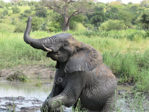 Preview: Closeup shot of an elephant playing near a mud pond in a field in Tarangire, Tanzania
