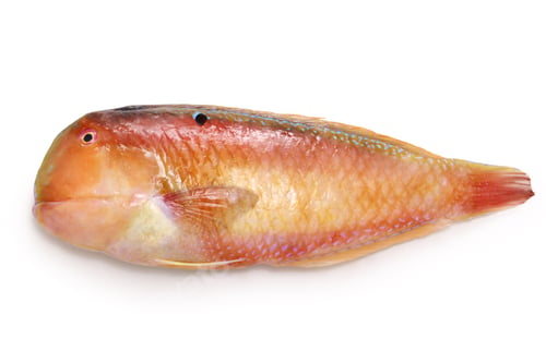 Preview: Blackspot Razorfish, known as Tensu in Japan.