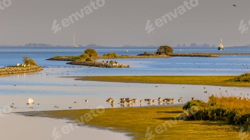 Preview: Nature scene with lots of birdlife in Haringvliet