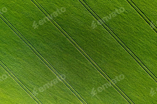 Preview: green agricultural field from above vith stripes