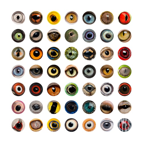 Preview: Composition of Animal eyes, isolated