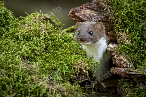 Preview: Closeup shot of a cute least weasel hiding in a tree hollow surrounded with grass