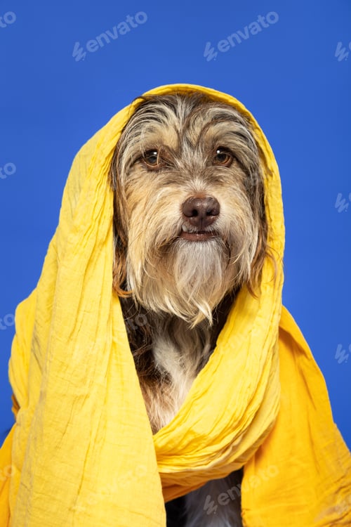 Preview: Furry puppy with a scarf on his head on a blue background.