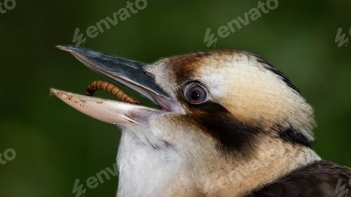 Preview: Laughing Kookaburra