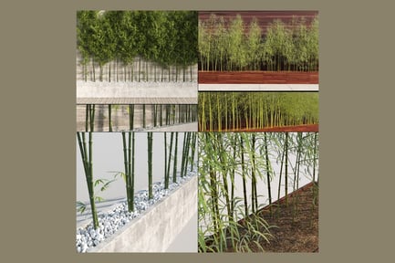 Preview: Lush Bamboo Thickets in Planters