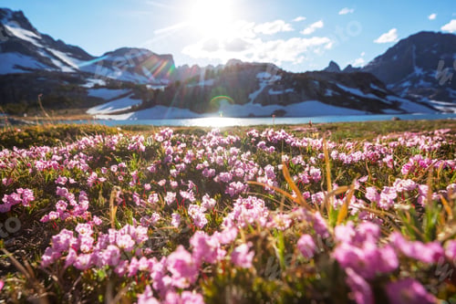 Preview: Mountains meadow