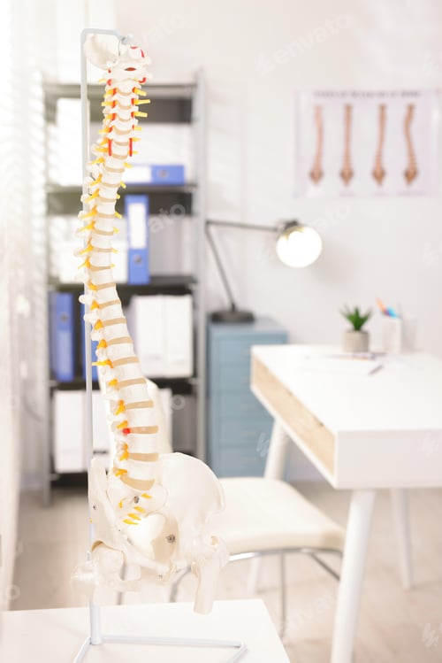 Preview: Human spine model on table in clinic
