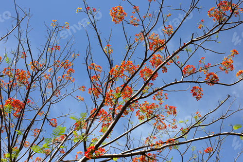 Preview: Barbados pride flower or dwarf poinciana, flower fence, paradise flower, peacock's crest