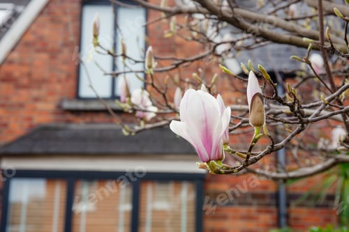 Preview: Magnolia First Blooming Flower in a Cozy Home Garden