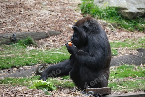 Preview: Eating gorilla in a field