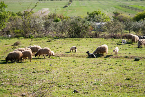 Preview: Sheep grazing