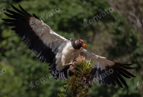 Preview: A King Vulture in Costa Rica