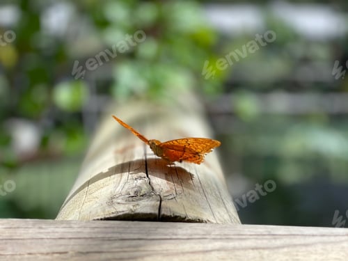 Preview: Close-up of an orange butterfly extending its wings while standing on a wooden log