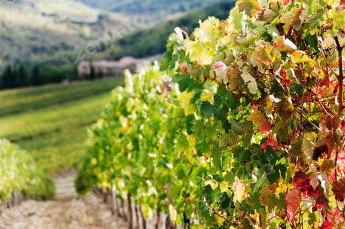 Preview: Row of Grapevines in Vineyard