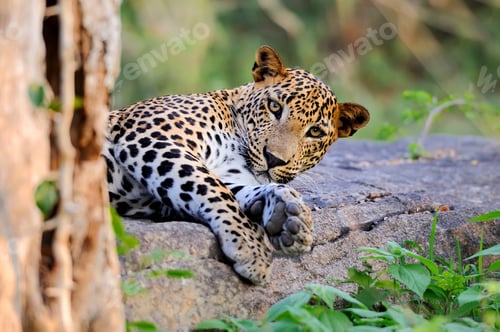 Preview: Leopard