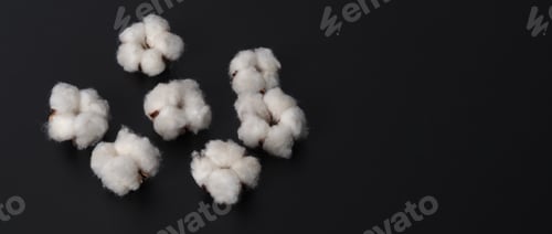 Preview: Cotton flowers isolated on black background. studio shot flat lay top view