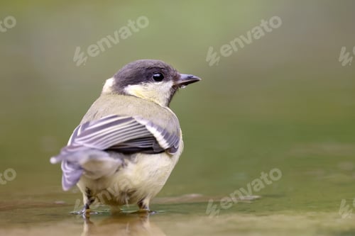 Preview: closeup of great tit (parus major) in the water