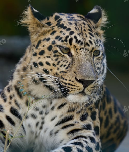 Preview: Portrait of an adult leopard, the animal looks away