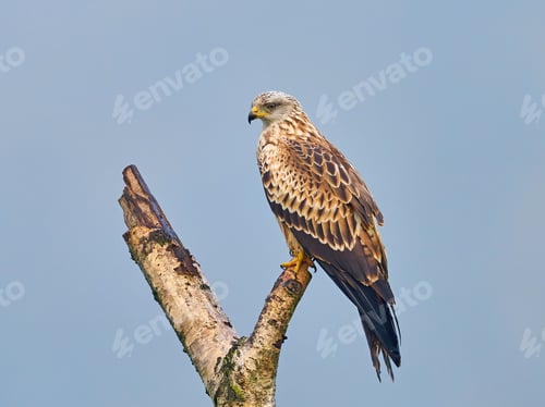 Preview: Red kite (Milvus milvus)