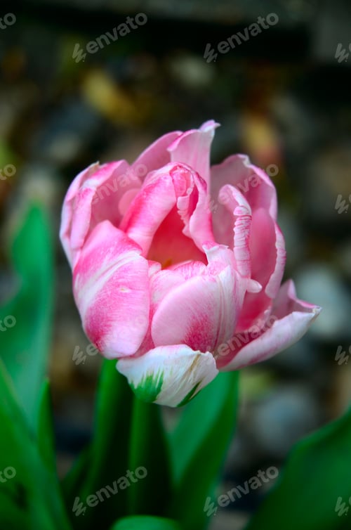 Preview: Pink and white tulip. Tulip flower closeup, selective focus. Macrophotography of spring flower.