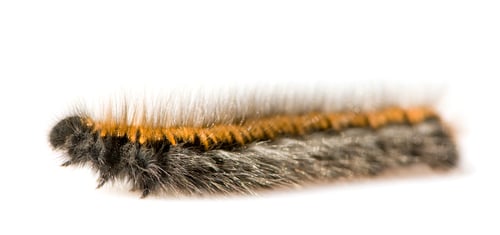 Preview: Caterpillar