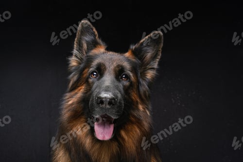 Preview: Purebred dark brown sheepdog against dark studio background