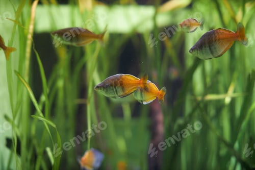 Preview: Beautiful fish swims in the aquarium