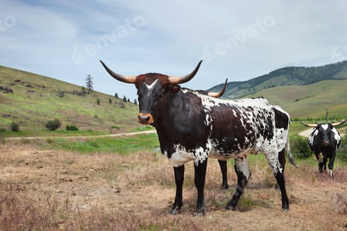 Preview: Young longhorn cow with others in a field in Montana