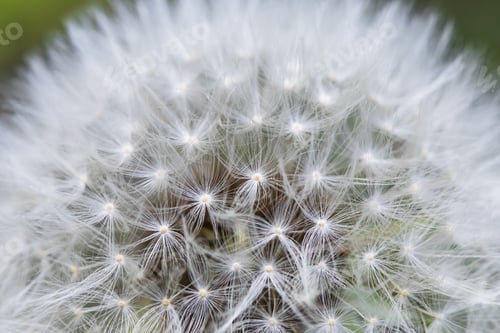 Preview: Fluffy blowball. Dandelion seed head on a green background. Taraxacum erythrospermum.