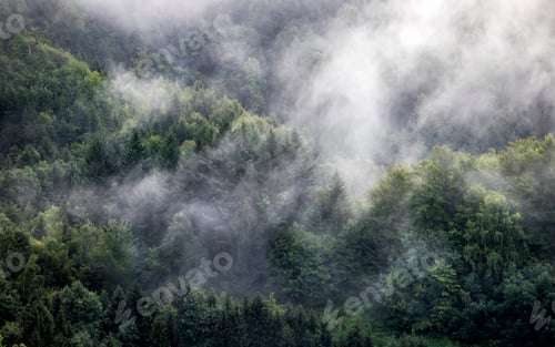 Preview: Misty landscape with fir forest