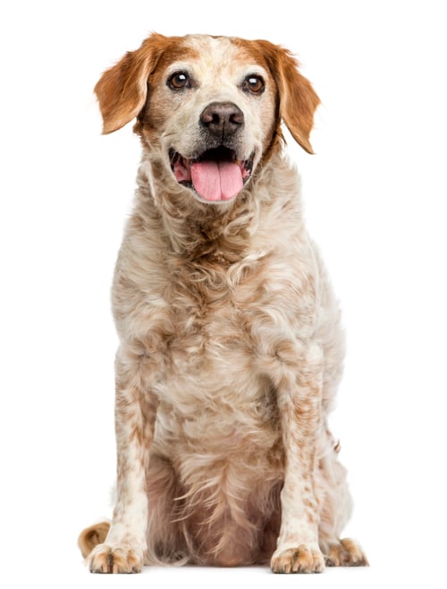 Preview: Old Brittany dog with eye cysts, panting, 12 years old, isolated on white