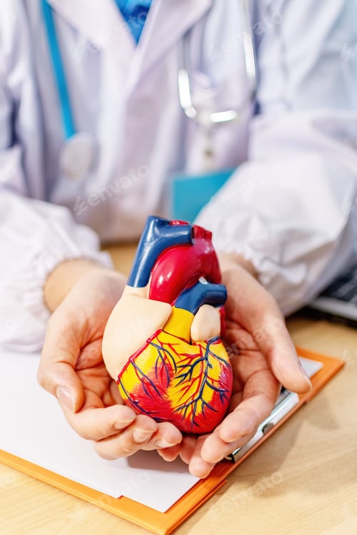 Preview: Closeup of a cardiologist holding a model heart in hands