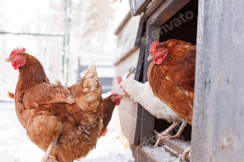 Preview: chicken walking on an eco-poultry farm in winter, free-range chicken farm