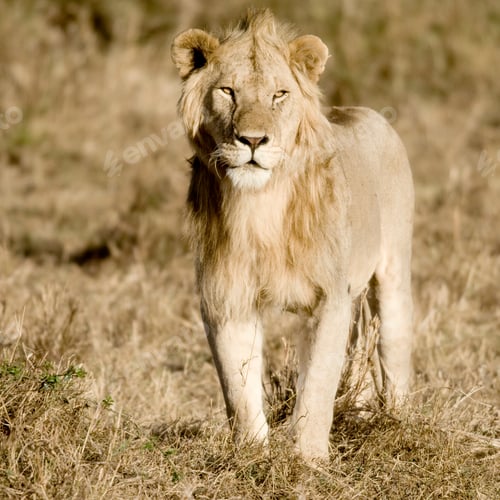 Preview: Lion Masai mara Kenya