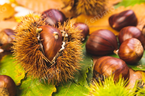 Preview: Ripe chestnuts close up. Raw Chestnuts for Christmas Autumn time