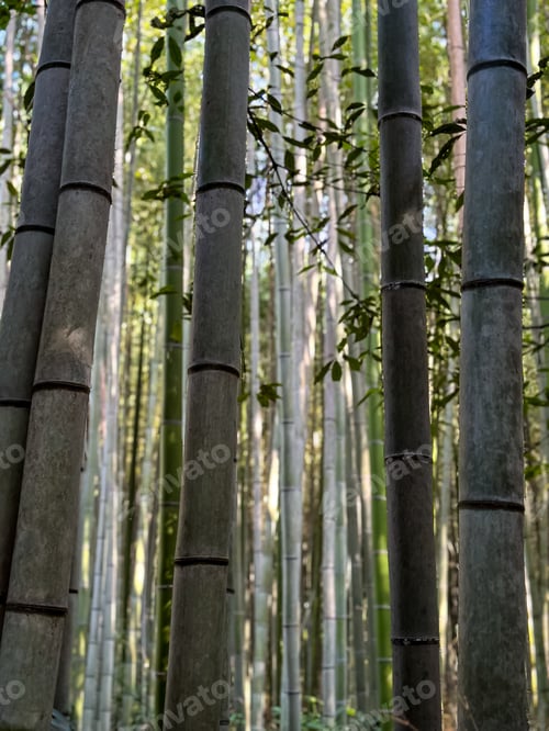 Preview: Famous Arashiyama Bamboo Forest in Kyoto, Japan