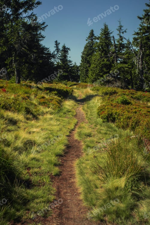 Preview: dirt road through a forest during sunset