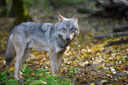 Preview: Wolf hunting in the forest
