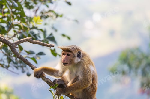 Preview: Monkey