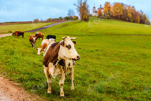 Preview: Cows graze peacefully in a green pasture during a tranquil autumn day